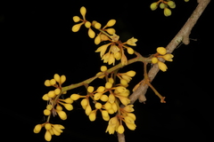 Gymnacranthera canarica